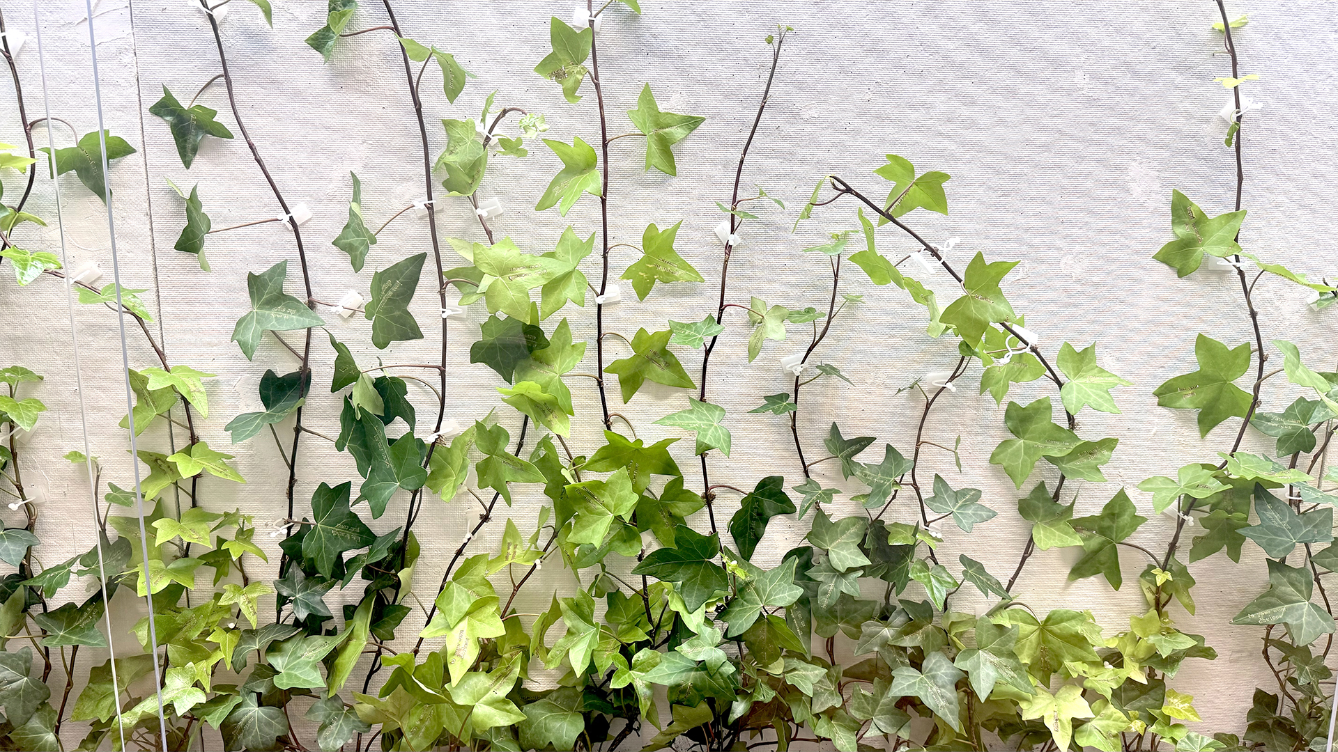 Jenn Law, to your own devices, 2026, letterpress-printed ivy with roots attached.